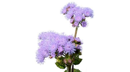 Sobre de Semilla de Flor Ageratum Azul (tasa 0%)
