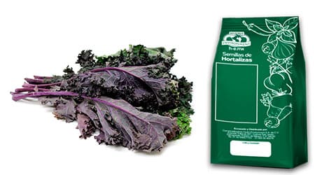 Libra (453 gr) de Semilla de Kale Rojo Var. Red Rusian (tasa 0%)