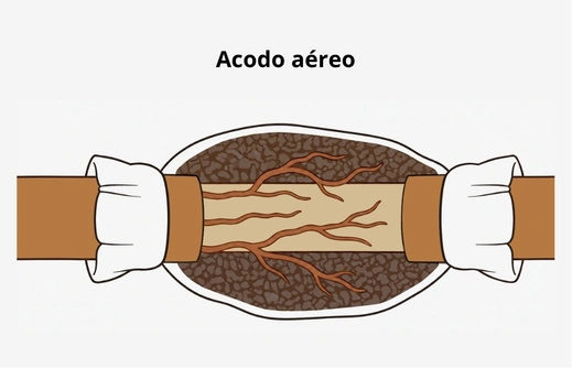 Propagación por acodo aéreo