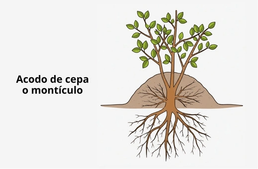 Acodo de cepa o montículo