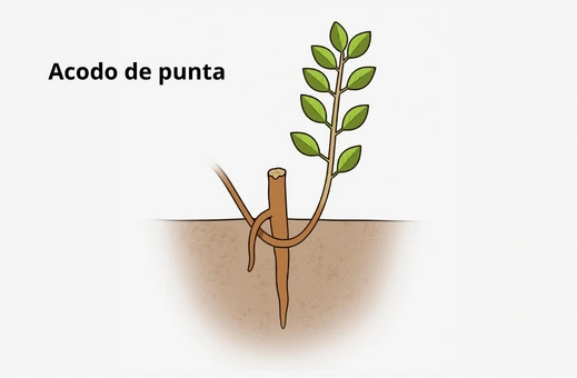 Acodo de punta