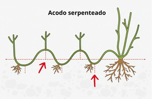 Acodo serpenteado