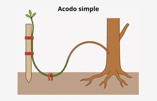 Propagación por acodo simple