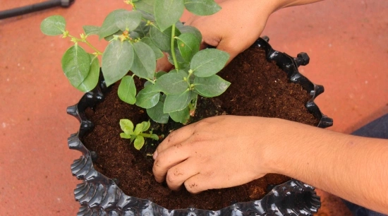 Air Growers – Macetas Hidropónicas de Poda de Aire y su uso