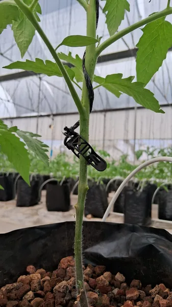 INICO DEL TUTOREO EN EL cultivo del jiTOMATE