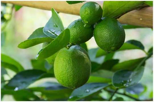 Limón persa