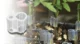 Clips_para_injerto_M_2.5_mm