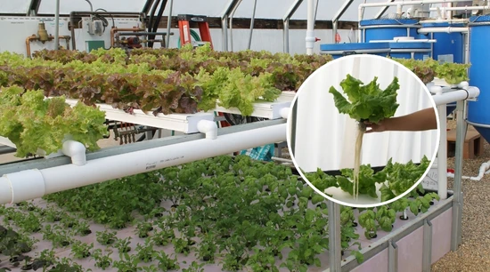 Guía: ¿Cómo Funciona la Hidroponía?