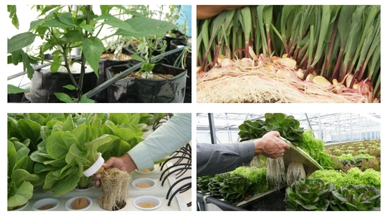 Cultivo sin Suelo: Tipos de Hidroponía para Cada Necesidad