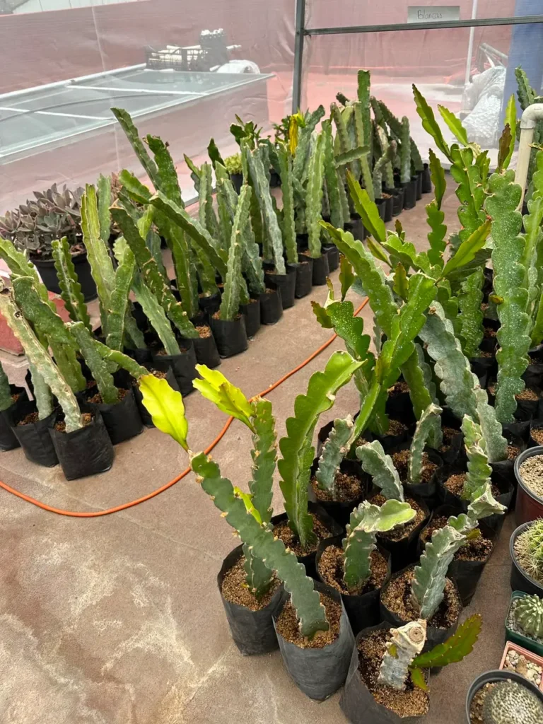 esquejes de pitahaya listos para su trasplante