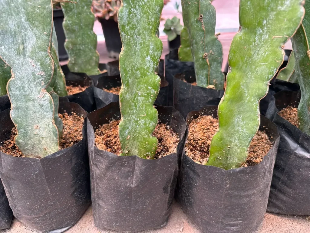 nutricion de los esquejes de pitahaya en sustrato