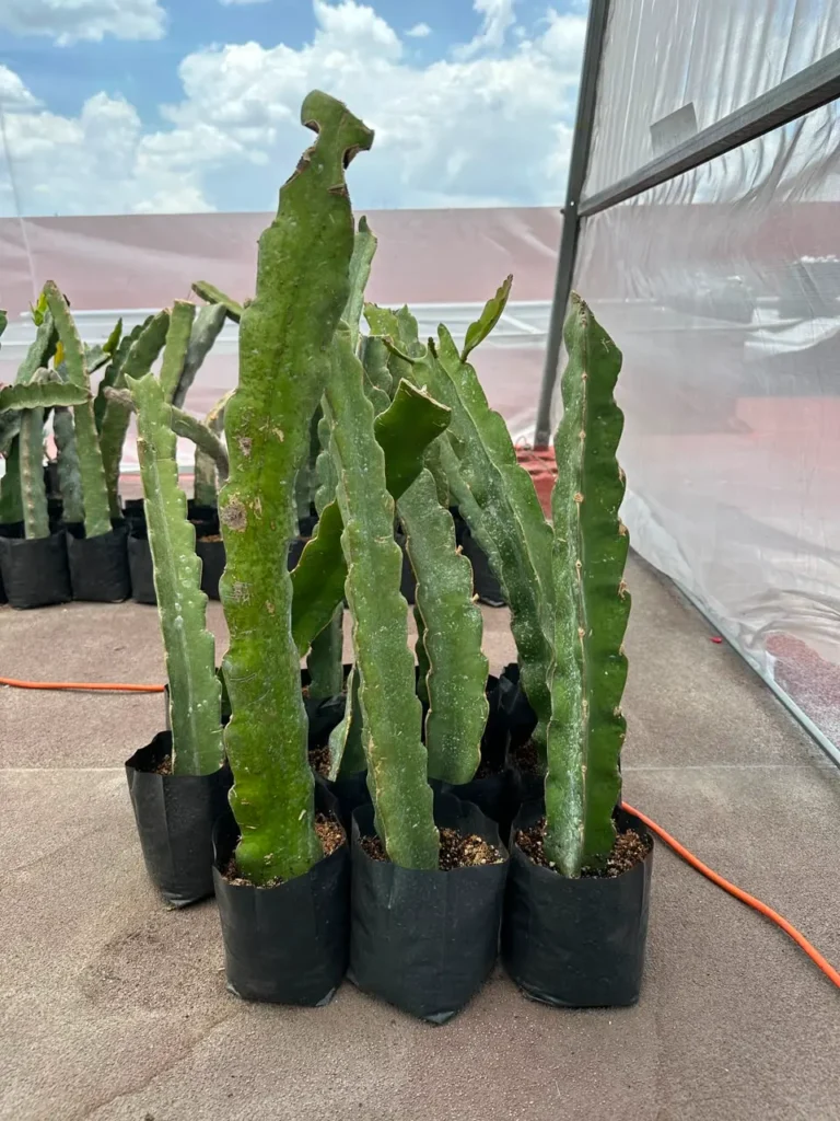 esquejes de pitahaya trasplantados a bolsa