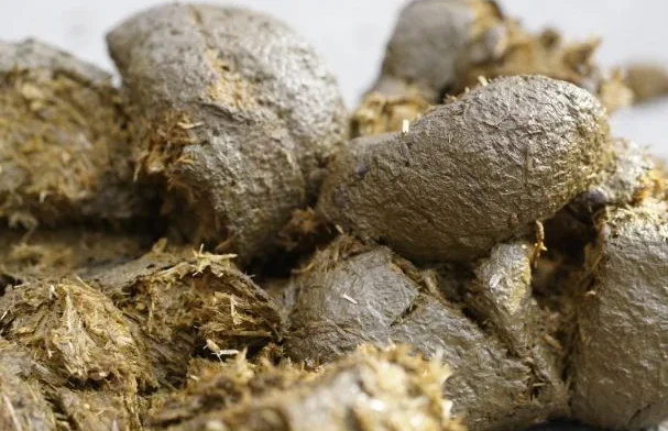 Fertilizantes orgánicos de estiércol 