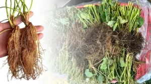 Plantula de fresa 1000 piezas raiz desnuda