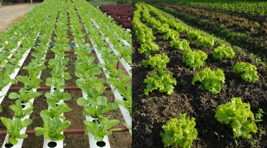 Hidroponía vs Producción en Suelo: Una Comparativa Integral