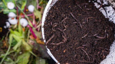 Fertilizantes con humus de lombriz