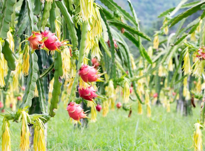 Cultivo de pitahaya