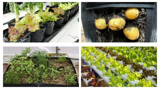 Materiales para Hidroponía: Cómo comenzar