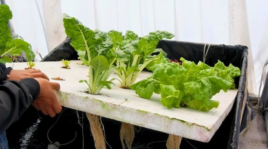 Placas de Unicel para cultivo en Raíz Flotante: Prepáralo tu mismo