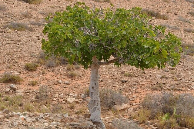 higuera o arbol de higos cultivo de higo