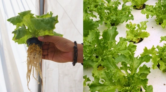 ¿Qué es la Hidroponía ? Y 8 puntos para Conocerla