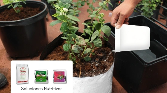 ¿Qué es la Solución Nutritiva? Tipos y cómo elaborarla