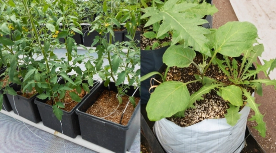 Guía: ¿Qué es un contenedor Hidropónico?