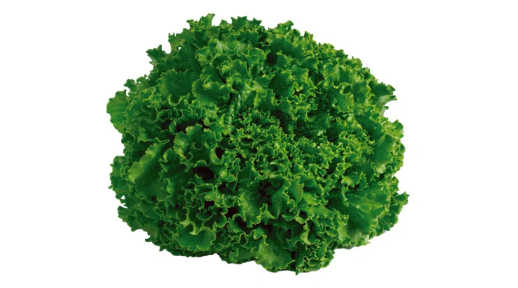 Semilla_Lechuga_Italiana_Isabel_2_Descripcion