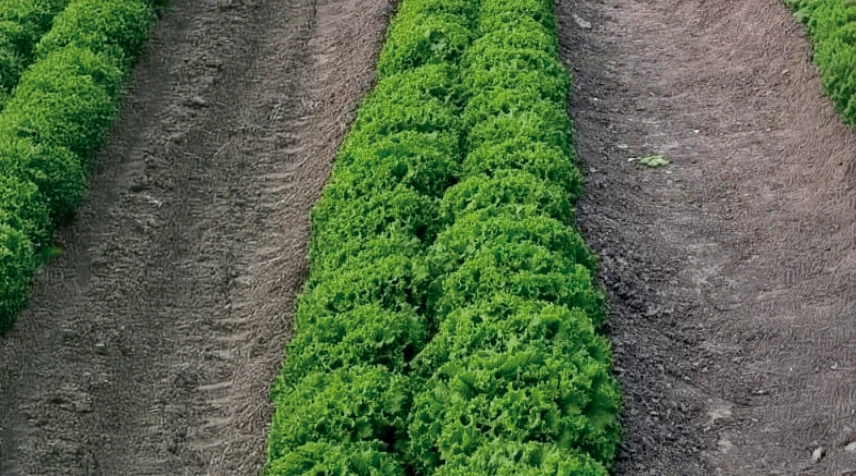 Semilla_Lechuga_Italiana_Isabel_Descripcion