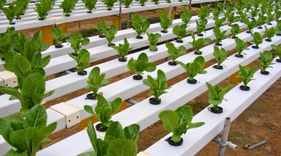 ¿Qué es el sistema hidropónico NFT?