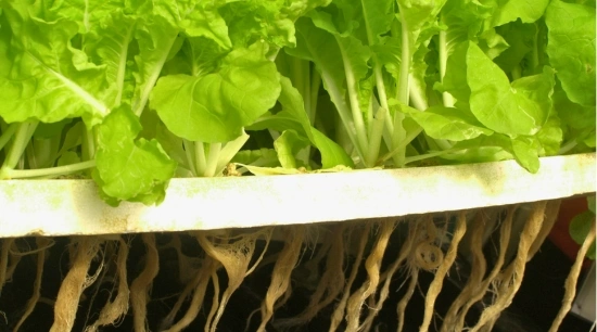 Soluciones Nutritivas Elaboración para Cultivo: Guía Práctica