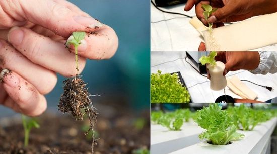 Trasplante en Hidroponía: Sistema NFT y Raíz Flotante