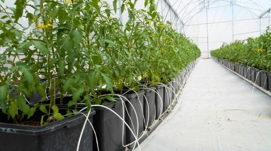 Guía: de uso de la Maceta Hidropónica (Maceta Holandesa)