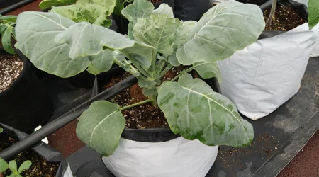 Brócoli en sustrato hidropónico