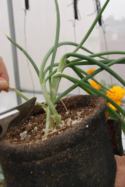 cebolla-en-geotextil