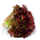 Lechuga Vulcan