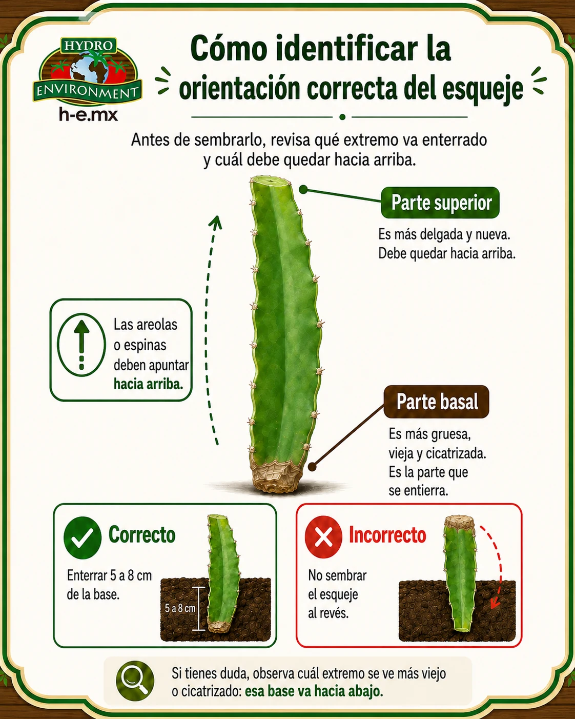 orientación correcta del esqueje de pitahaya