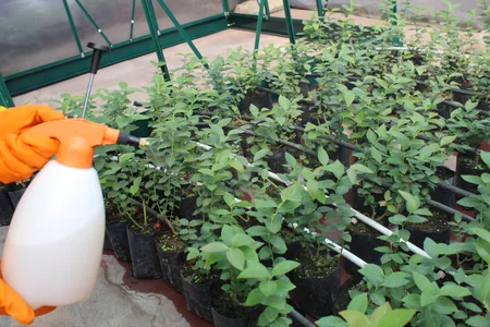 fumigación preventiva