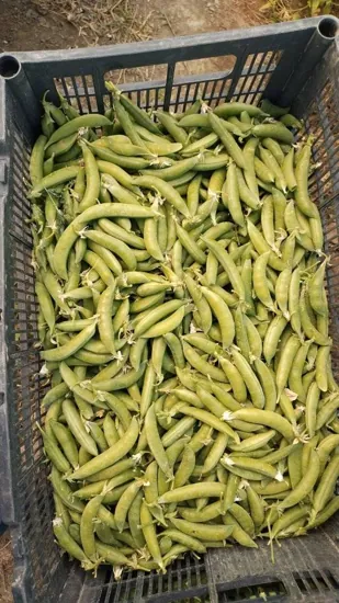 guia de cultivo cosecha del chicharo