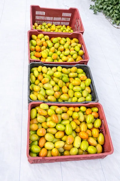 cosecha de jitomate en invernadero