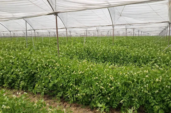 manejo de chicharo en invernadero guia de cultivo