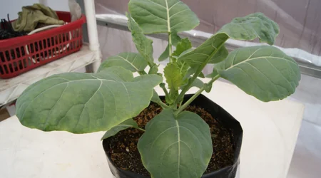 Cultivo de brócoli en bolsa de sustrato