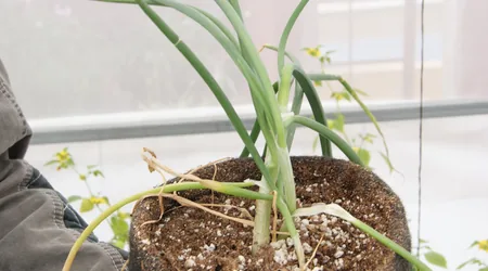 cultivo-de-cebolla-en-bolsa