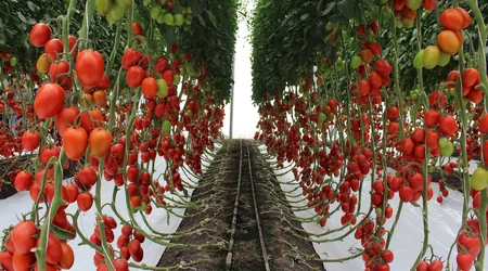 riego con goteo y adecuada fertilización de un cultivo de tomate