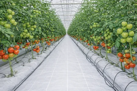 cultivo de jitomate hidorponico en boli o slab en invernadero malla ground cover