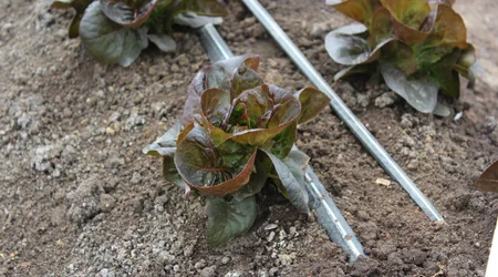 Cintilla de riego en cultivo de lechuga