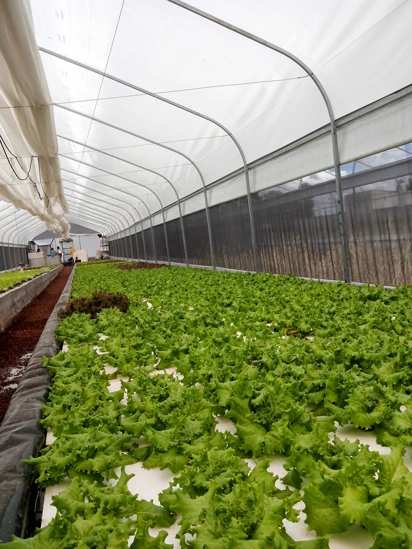 Producción de lechugas hidroponicas intensiva en minigreen invernadero 