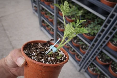 plantula de jitomate en perlita con peatmoss injerto