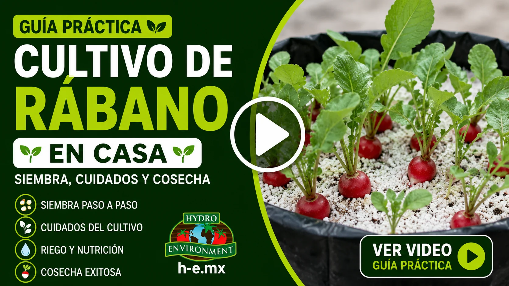 Cultivo de rábano en casa video y guia