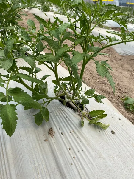 cultivo de tomate en plástico acolchado en invernadero